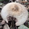 Agaricus silvaticus?arvensis?moelleri?